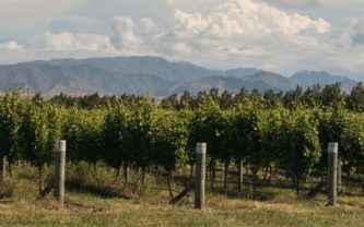 nz-wine-exporters-urged-to-act-post-brexit57cffdc56d884
