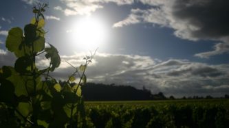 Leaves & vines from Kirkpatrick Estate Winery