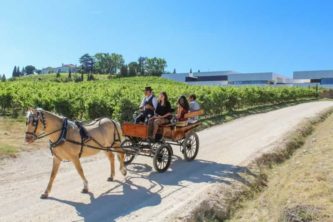 A horse carriage ride to discover the vineyards of Quinta da Boavista,