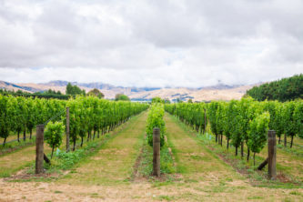 Ripening white grapes at a vineyard in Marlborough Region, country's largest winegrowing region with distinctive soils and climatic conditions, South Island of New Zealand. Photo: Getty Images