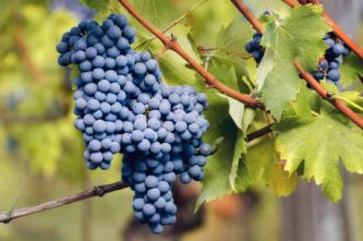 Nebbiolo grapes from the Langhe wine region in Piemonte, Italy. Image: Adobe Stock